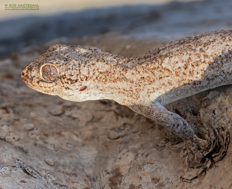 Sakalava Madagascan Velvet Gecko - Blaesodactylus sakalava