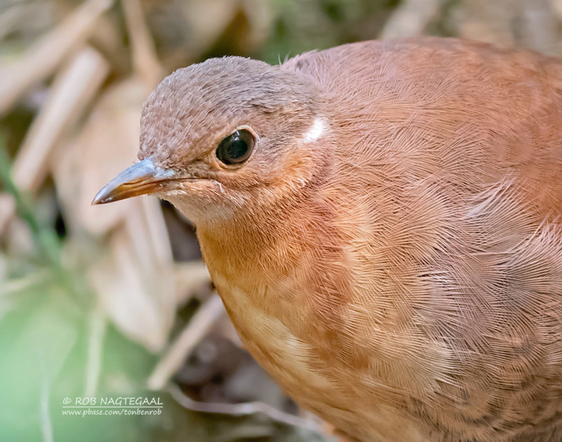 Bruine Steltral - Brown Mesite - Mesitornis unicolor