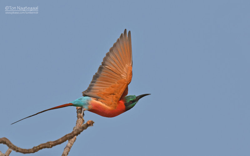 Noordelijke karmijnrode bijeneter - Northern Carmine Bee-eater - Merops nubicus