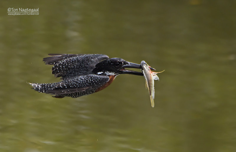 Reuze ijsvogel - Giant Kingfisher - Megaceryle maximus