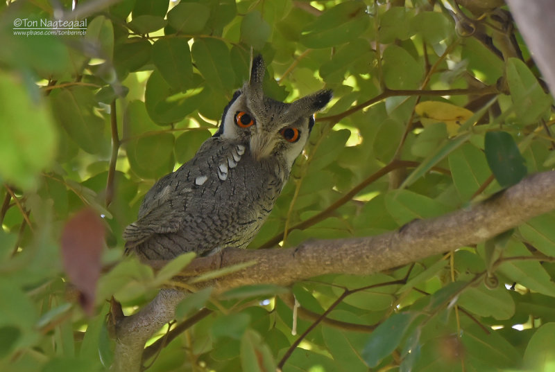 Noordelijke witwangdwergooruil - Northern White-faced Owl - Ptilopsis leucotis