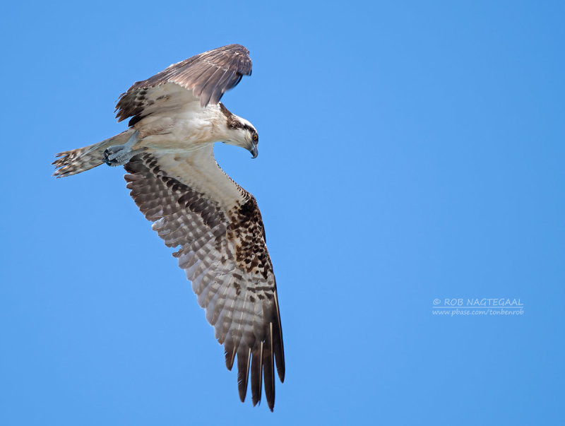 Visarend - Osprey - Pandion haliaetus