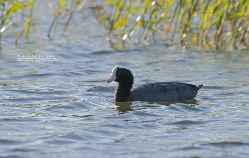 Caribische koet - Caribbean Coot - Fulica caribaea