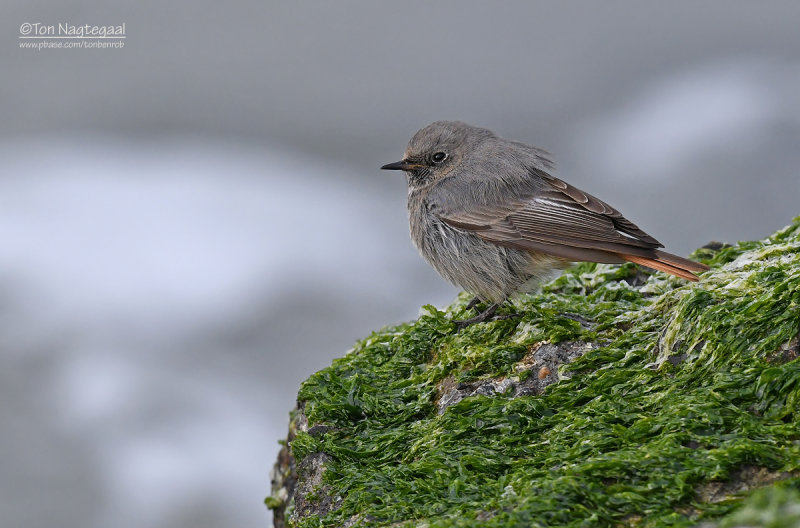 Zwarte Roodstaart - Black Redstart - Phoenicurus ochruros
