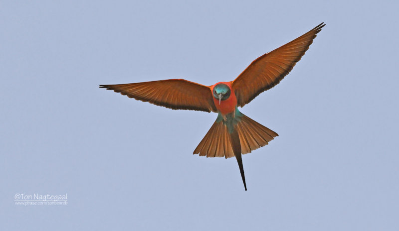 Noordelijke karmijnrode bijeneter - Northern Carmine Bee-eater - Merops nubicus