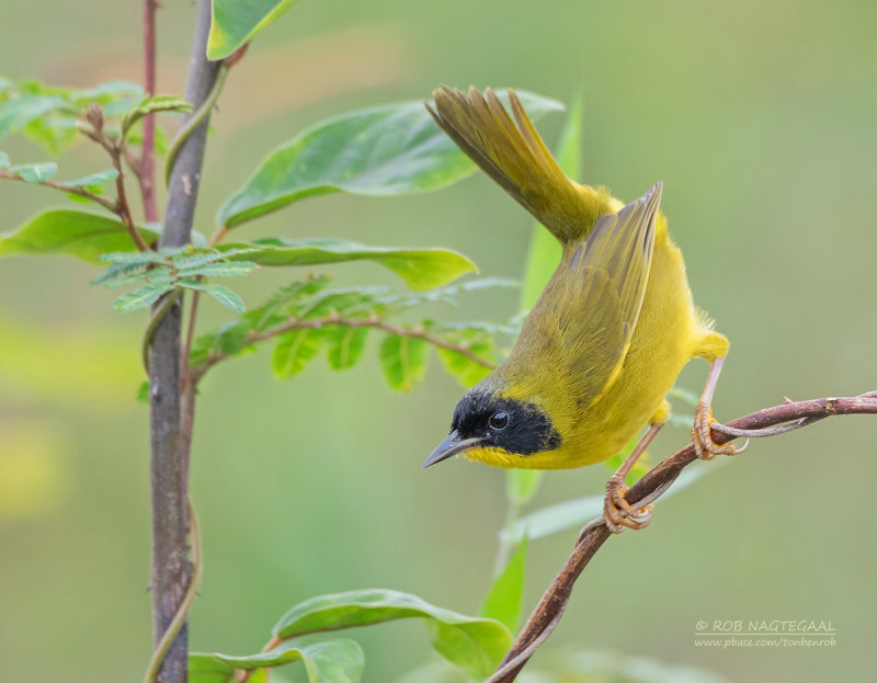 Groenkruinmaskerzanger - Olive-crowned yellowthroat - Geothlypis semiflava