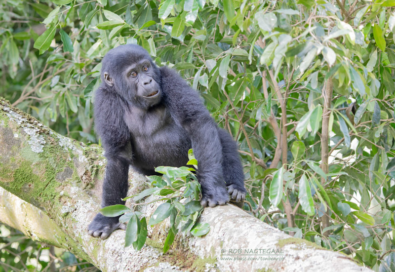 Berggorilla - Mountain gorilla - Gorilla beringei beringei