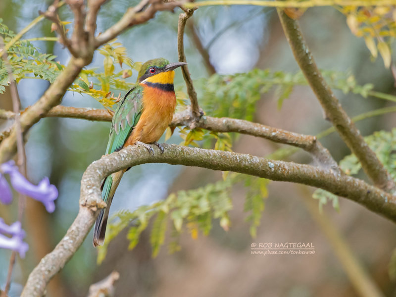 Bergbijeneter - Cinnamon-chested bee-eater - Merops oreobates