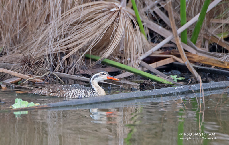 Watertrapper - African finfoot - Podica senegalensis