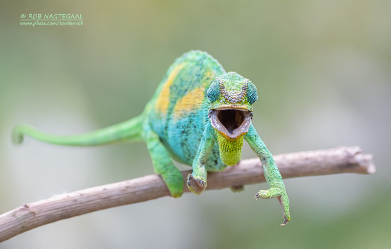 Rwenzori three-horned chameleon - Trioceros johnstoni