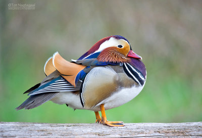 Mandarijneend - Manderin duck - Aix galericulata