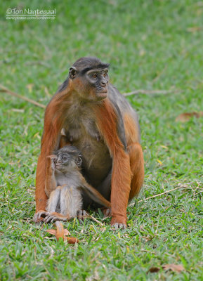 Western red colobus - Procolobus badius