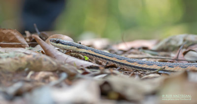 Eastern Rainforest Smooth Snake - liopholidophis dolicocercus