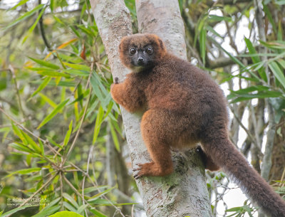 Roodbuikmaki - Red-bellied lemur - Eulemur rubriventer