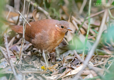 Bruine Steltral - Brown Mesite - Mesitornis unicolor