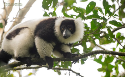 Bonte Maki - Black-and-white ruffed lemur - Varecia variegata