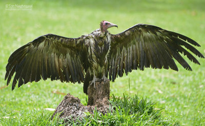 Kapgier - Hooded Vulture - Necrosyrtes monachus