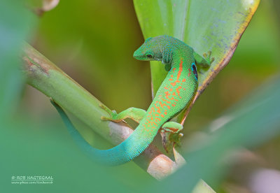Pauwoogdaggekko - Peacock Day Gecko - Phelsuma quadriocellata