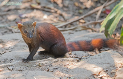 Ringstaartmangoest - Ring-tailed Vontsira - Galidia elegans