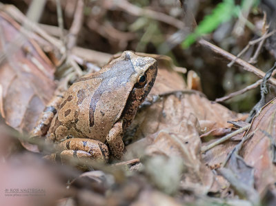 Mahanoro Tree-hole Frog - Plethodontohyla notosticta