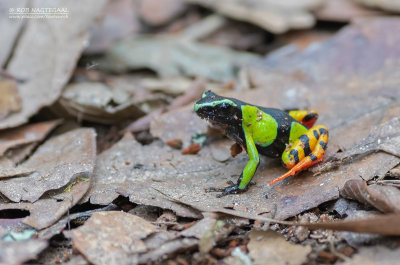 Baron's mantella - Mantella baroni