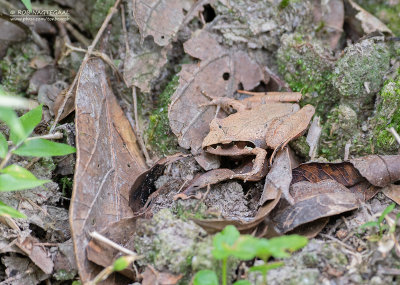 Madagascar jumping frog - Aglyptodactylus madagascariensis