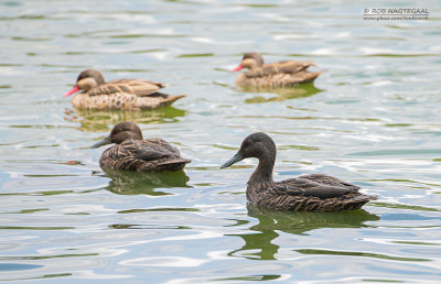 Mellers Eend - Meller's Duck - Anas melleri