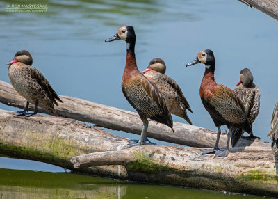 Witwang fluiteend - White-faced whistling duck - Dendrocygna viduata