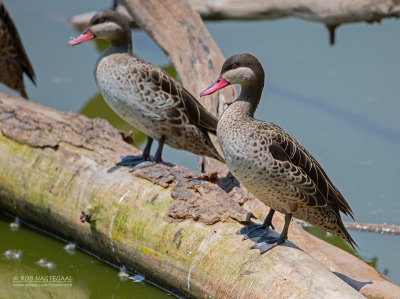 Roodsnavelpijlstaart - Red-billed Duck - cientific:   Anas erythrorhyncha