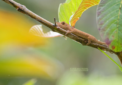 Nosehorned Chameleon - Calumma nasutum