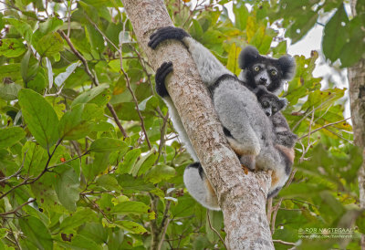 Indri - Indri - Indri indri
