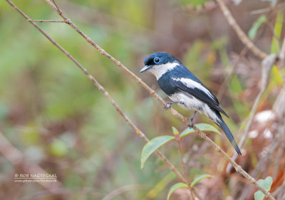 Wards Vliegenvanger - Ward's Flycatcher - Pseudobias wardi