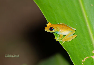 Red-eyed Brighteyed Frog - Boophis Luteus