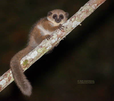 Crossleys Dwergmaki - Crossleys Dwarf Lemur - Cheirogaleus crossleyi