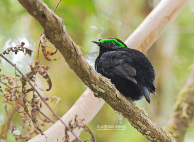 Fluweelasitie - Velvet Asity - Philepitta castanea