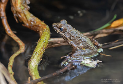 Fort Madagascar Frog - Mantidactylus femoralis