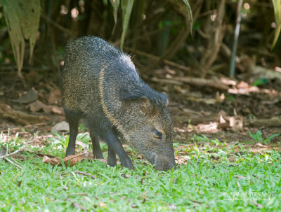 Halsbandpekari - Collared Peccary - Pecari Tajacu