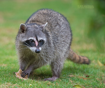 Wasbeer - Raccoon - Procyon lotor