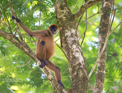 Zwarthandslingeraap - Central American Spider Monkey - Ateles geoffroyi