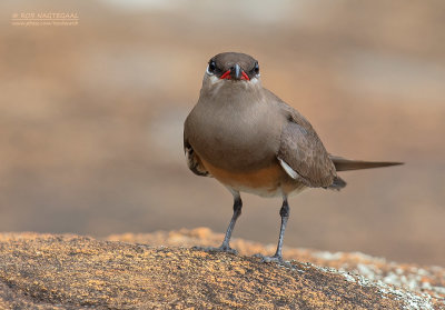 Madagaskarvorkstaartplevier - Madagascar Pratincole - Glareola ocularis