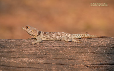 Madagaskar-halsbandleguaan - Cuviers Madagascar Swift - Oplurus cuvieri