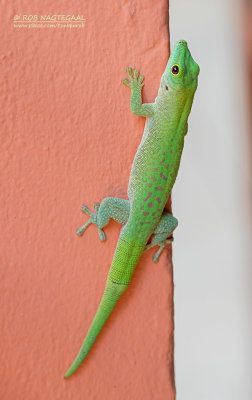 Koch's giant day gecko - Phelsuma kochi