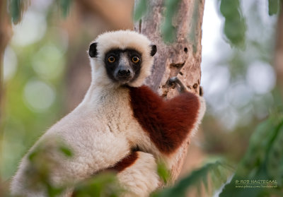 Coquerels kroonsifaka - Coquerel's sifaka - Propithecus coquereli