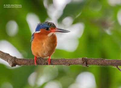 Zwartsnavelijsvogel - Madagascar Kingfisher - Corythornis vintsioides