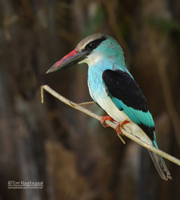 Teugel ijsvogel - Blue-breasted kingfisher - Halcyon malimbica