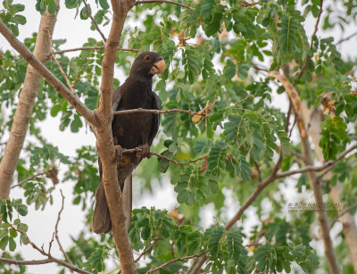 Grote Vasapapegaai - Greater Vasa Parrot - Coracopsis vasa drouhardi