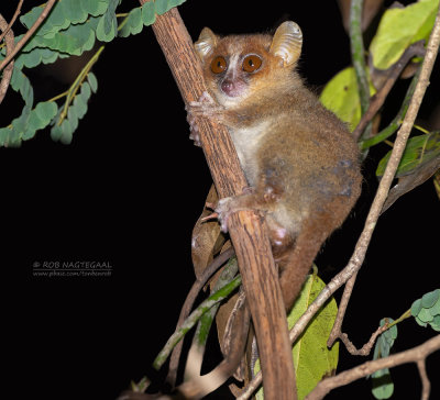Goudbruine muismaki - Golden-brown mouse lemur - Microcebus ravelobensis