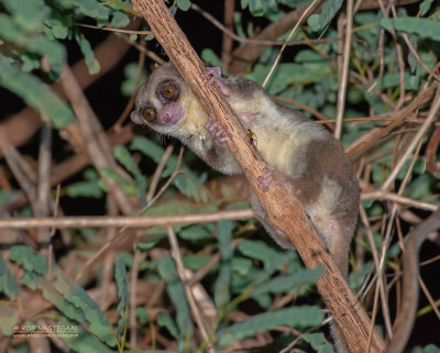 Undescribed Species Fat-Tailed Dwarf Lemur - Cheirogaleus Medius Nova