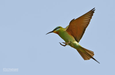 Groene bijeneter - Blue-cheeked bee-eater - Merops persicus