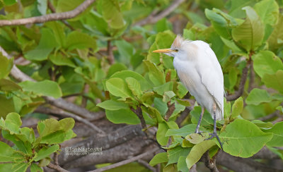 Koereiger - Western Cattle Egret - Bunulcus Ibis